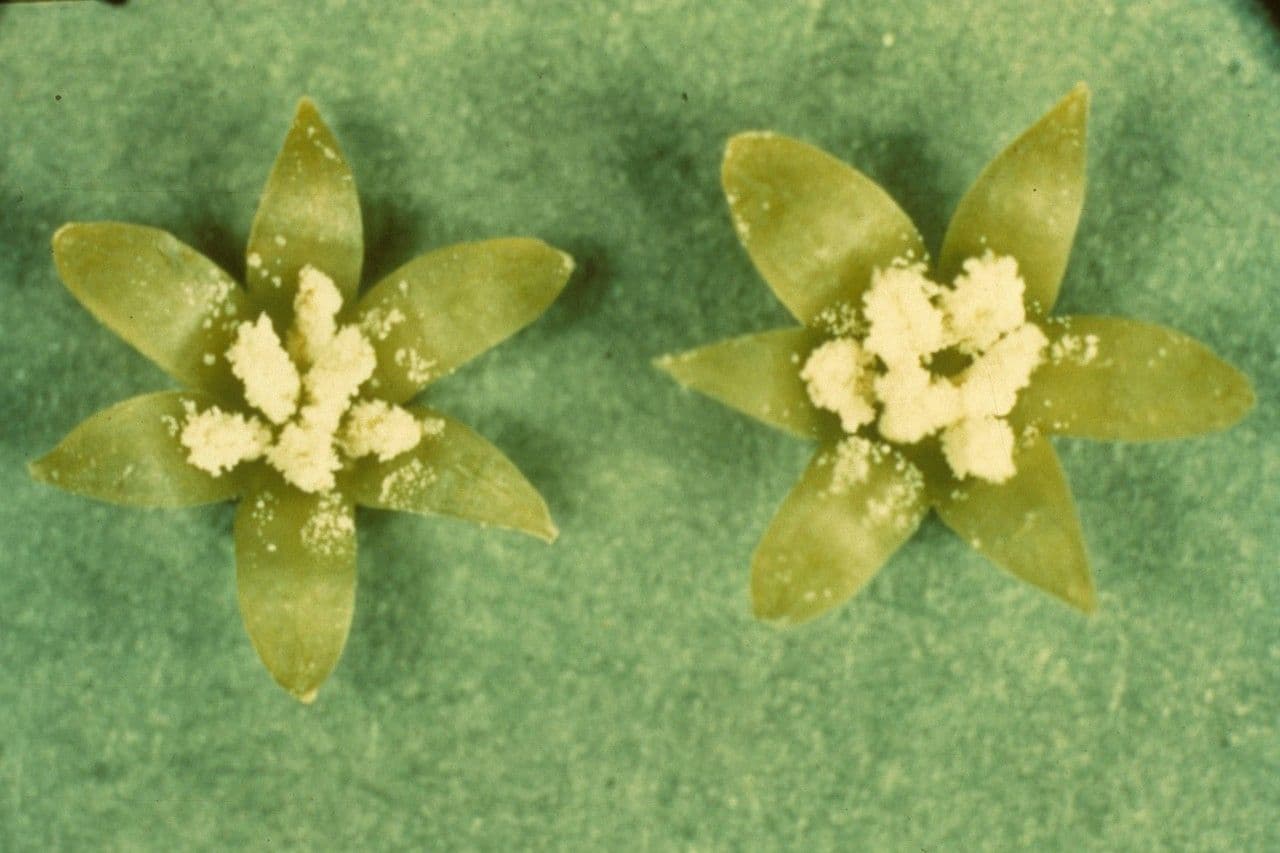 Smilax glauca