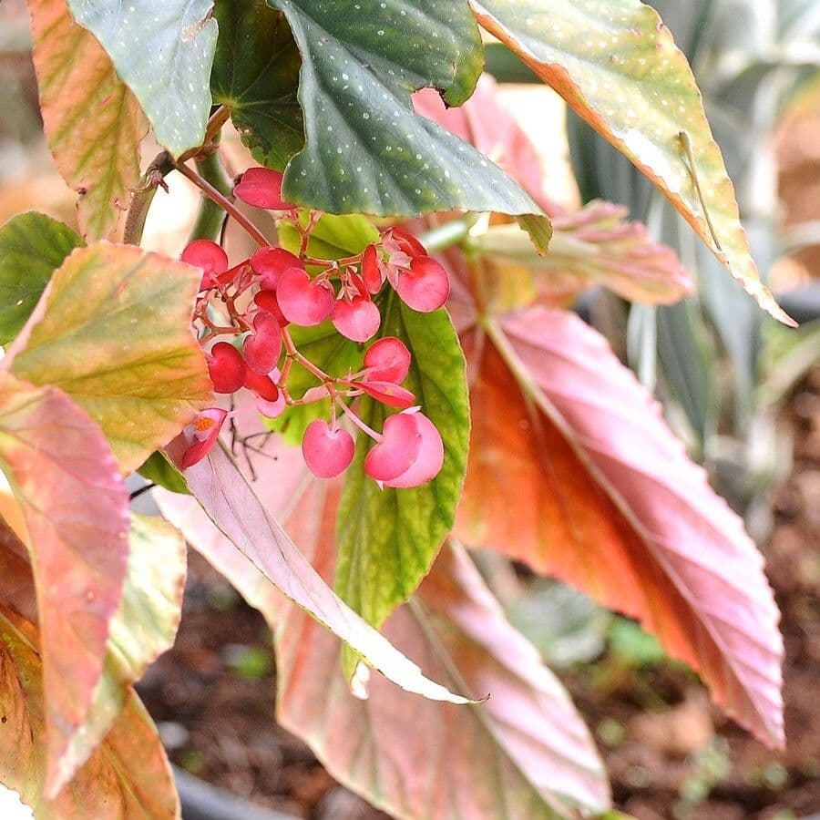 Begonia coccinea