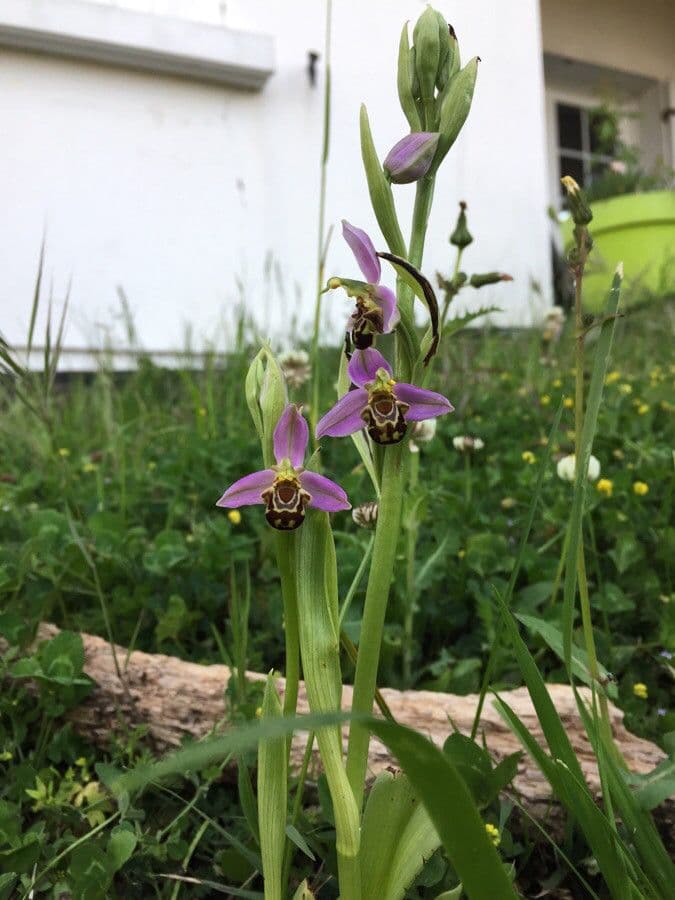 Ophrys apifera