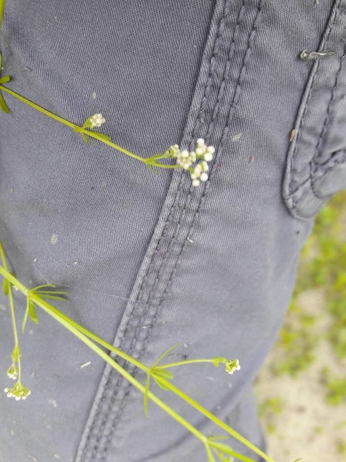 Galium debile