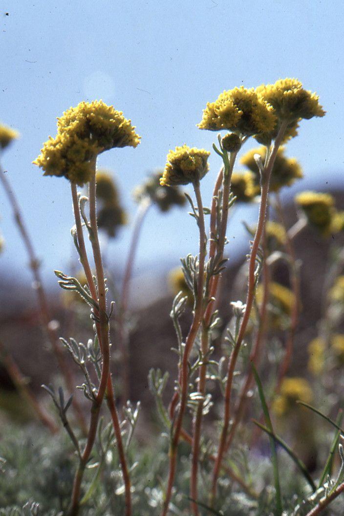 Artemisia glacialis