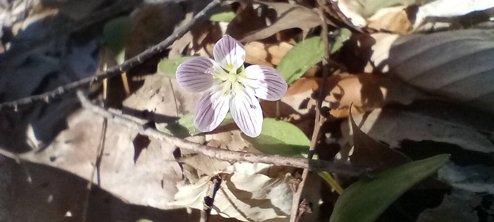 Claytonia caroliniana