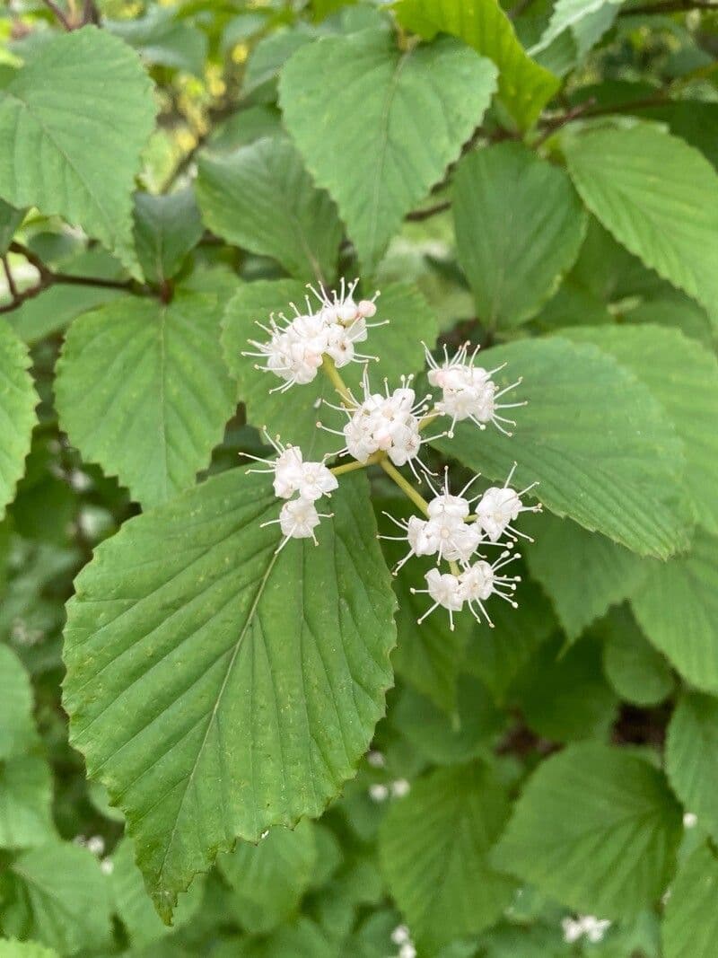 Viburnum sieboldii