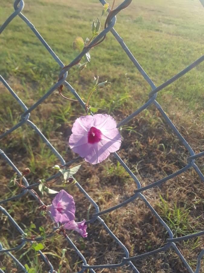 Ipomoea cordatotriloba