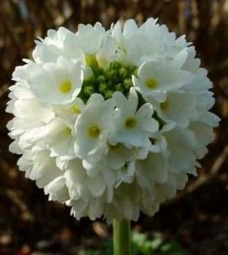 Primula denticulata