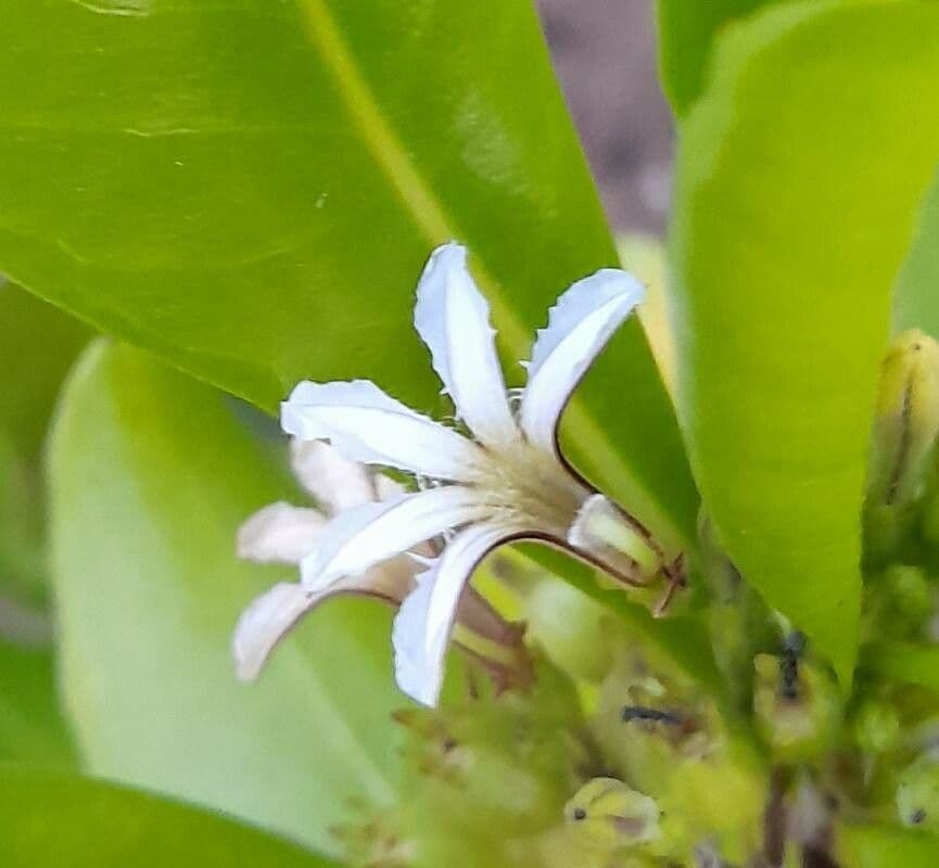 Scaevola taccada