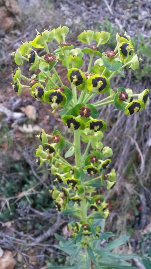 Euphorbia characias