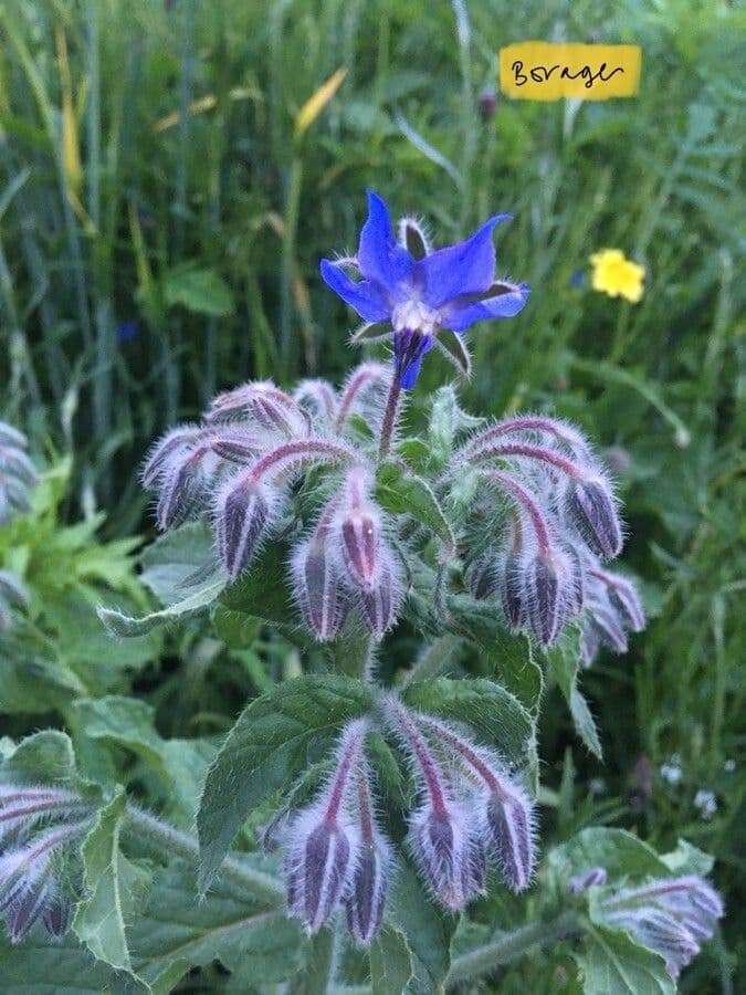 Borago officinalis