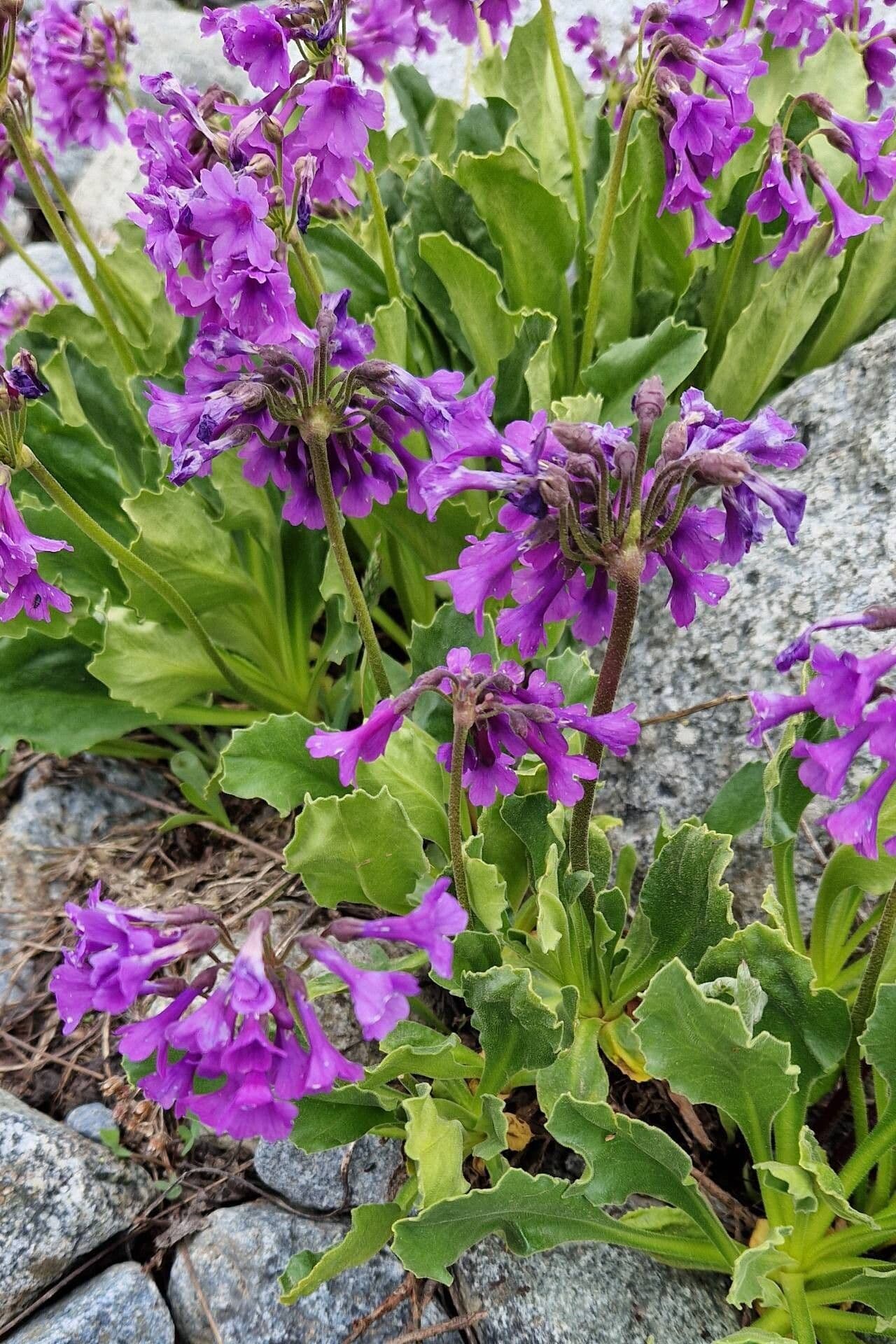 Primula latifolia