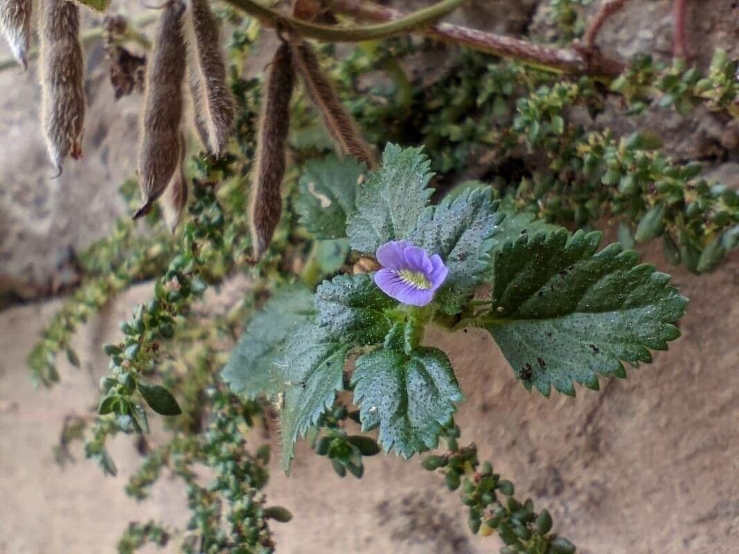 Stemodia verticillata