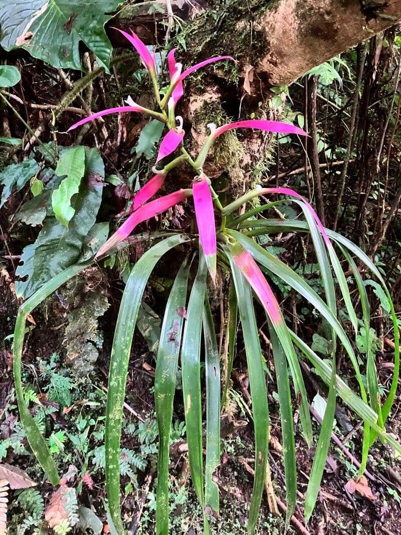 Tillandsia leiboldiana