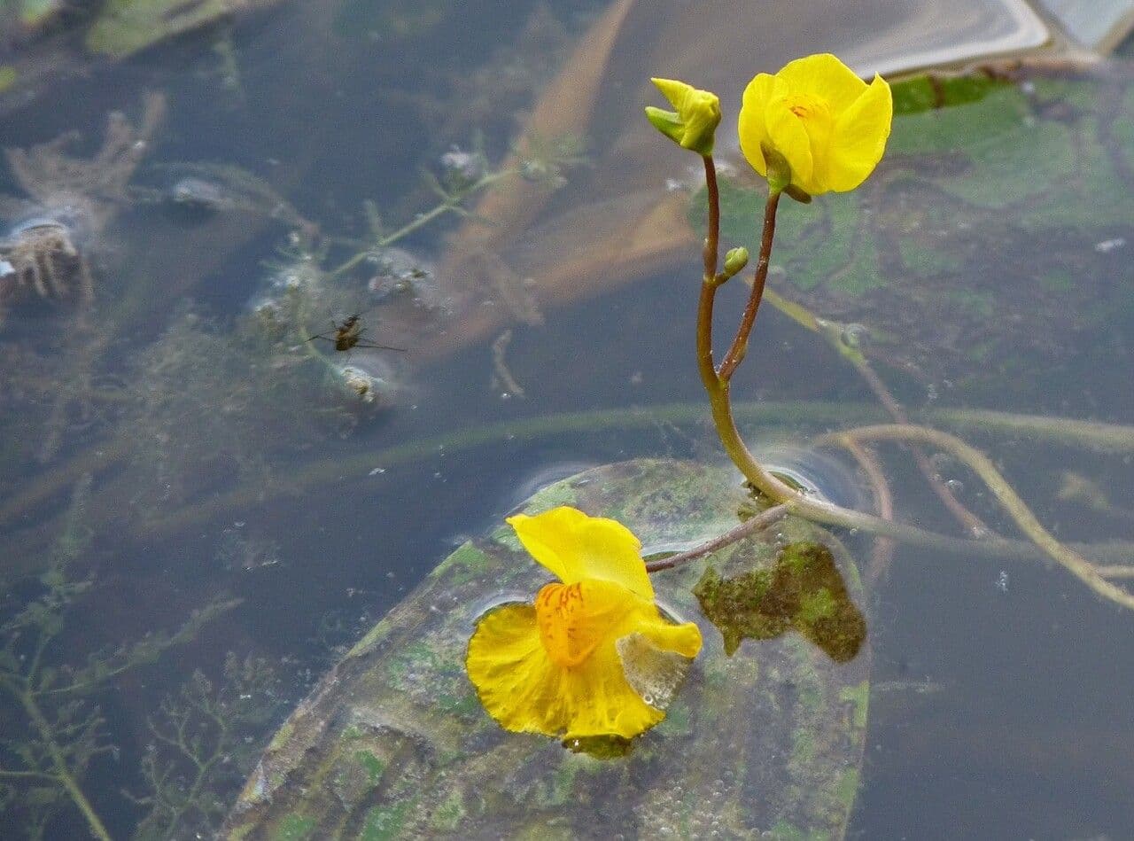 Utricularia australis