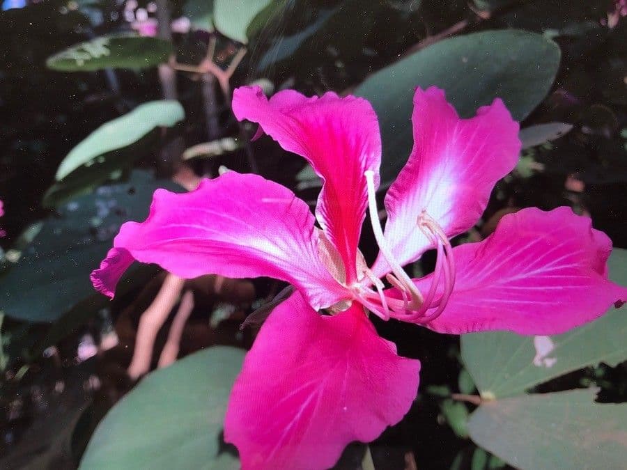 Bauhinia variegata