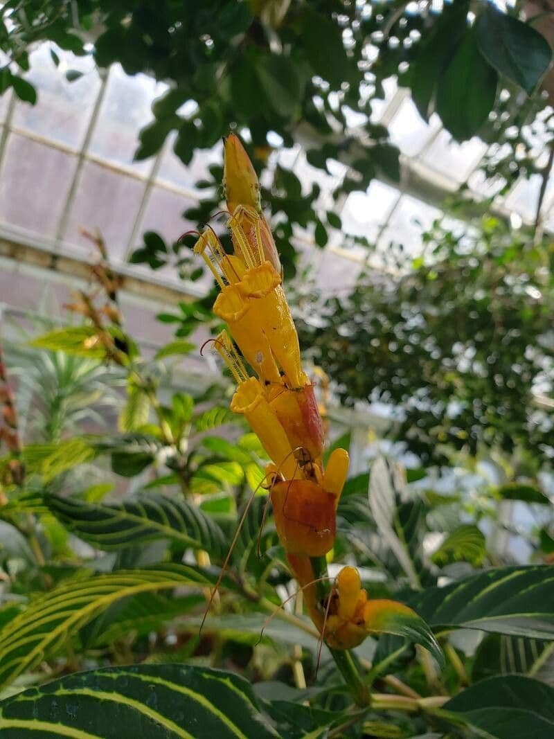 Sanchezia oblonga