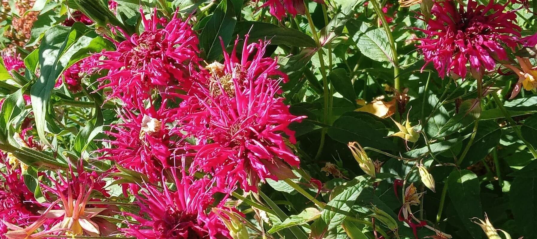 Monarda didyma