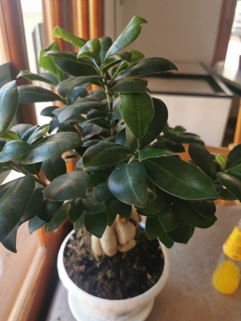 Ficus retusa