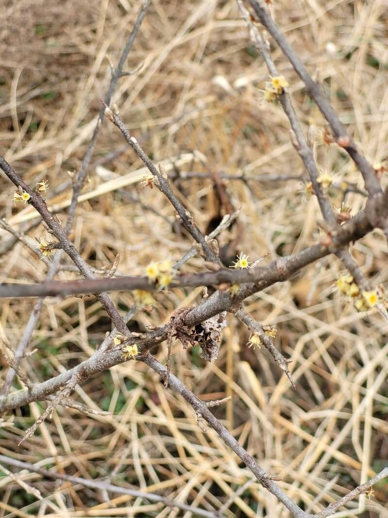 Shepherdia canadensis