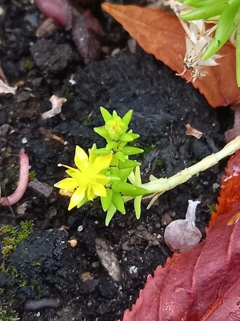 Sedum mexicanum