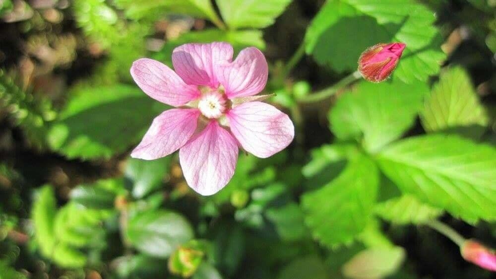 Rubus arcticus