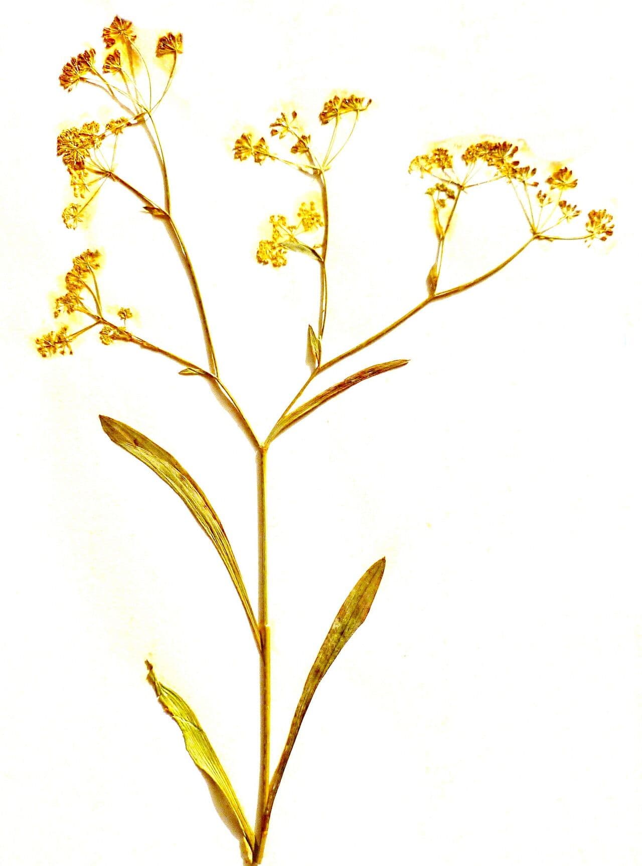 Bupleurum falcatum