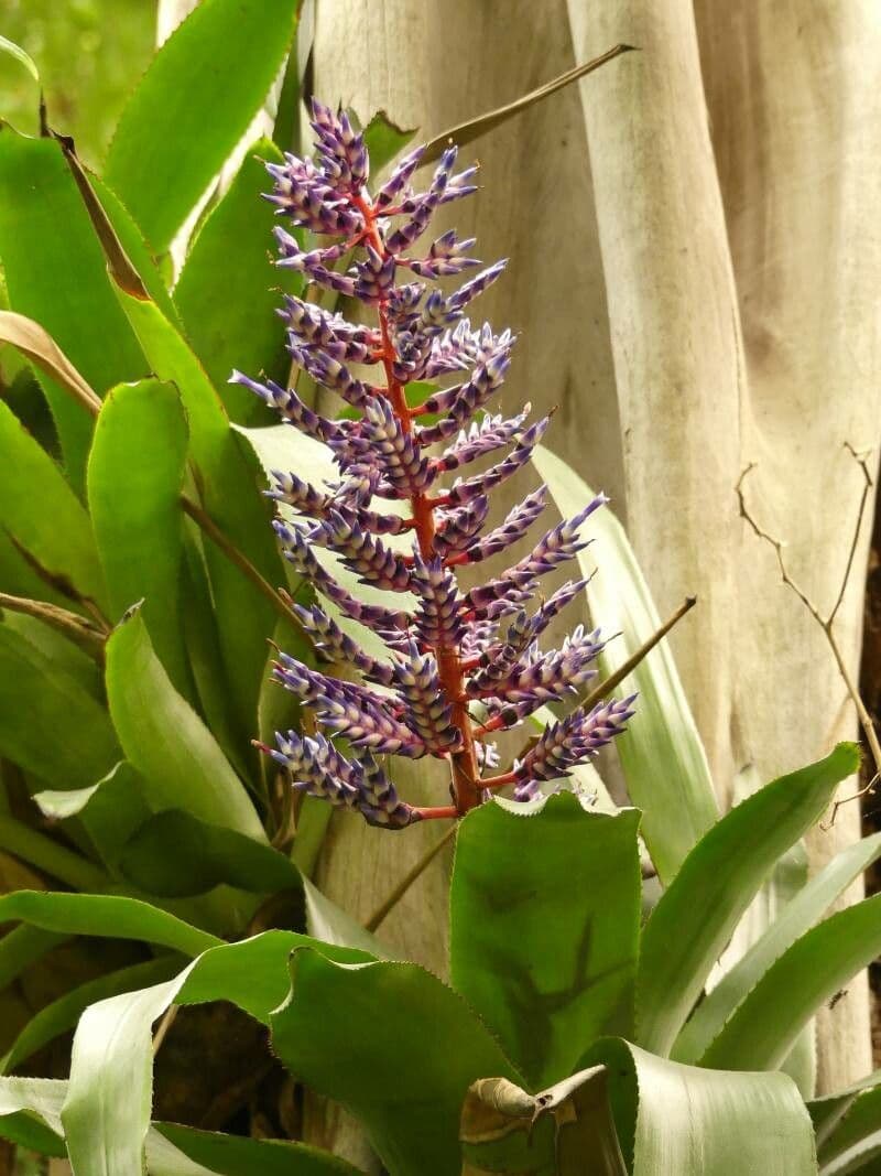 Aechmea fendleri