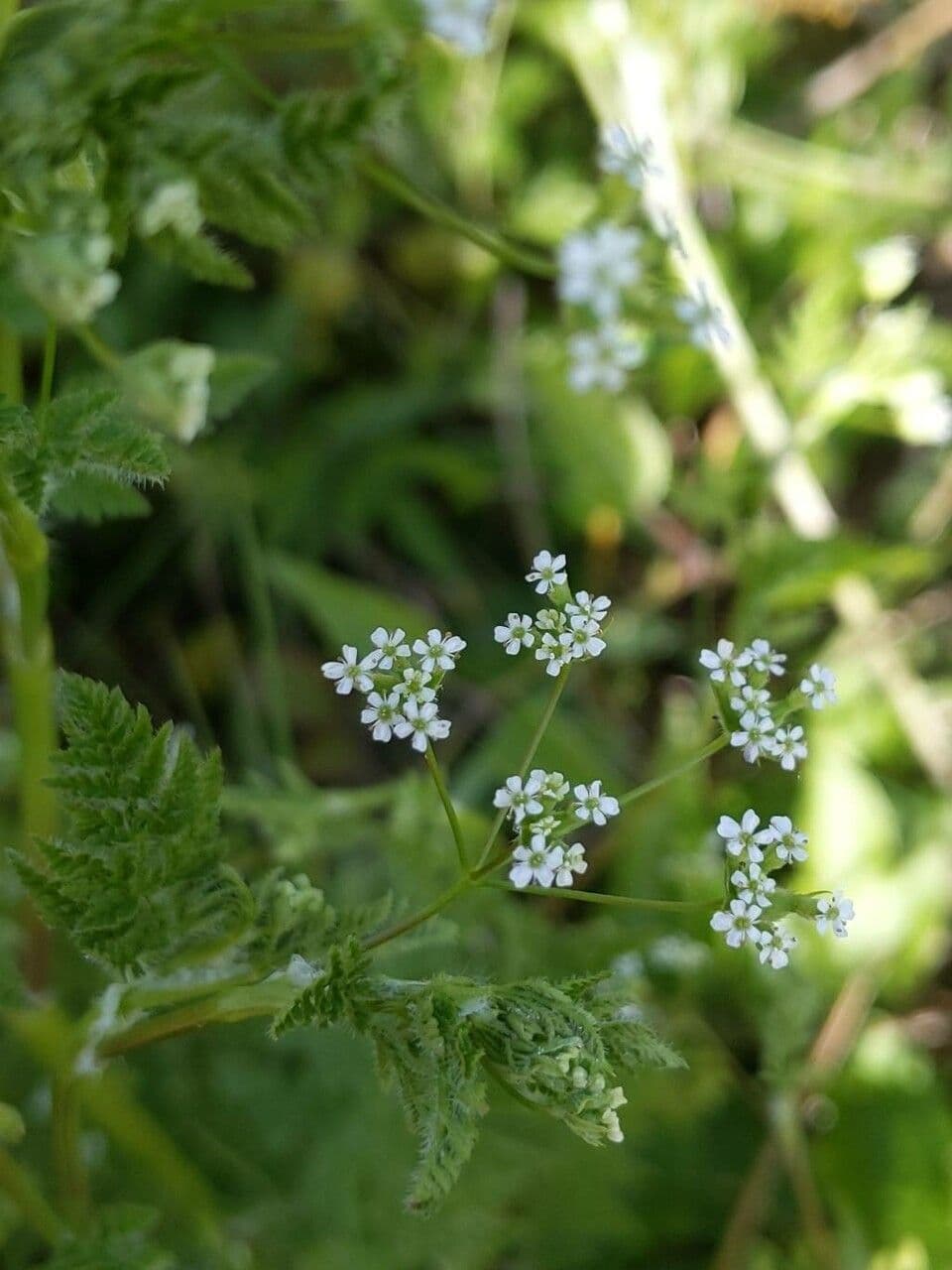 Anthriscus caucalis