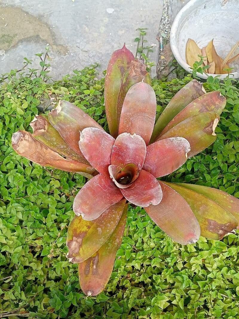 Neoregelia farinosa