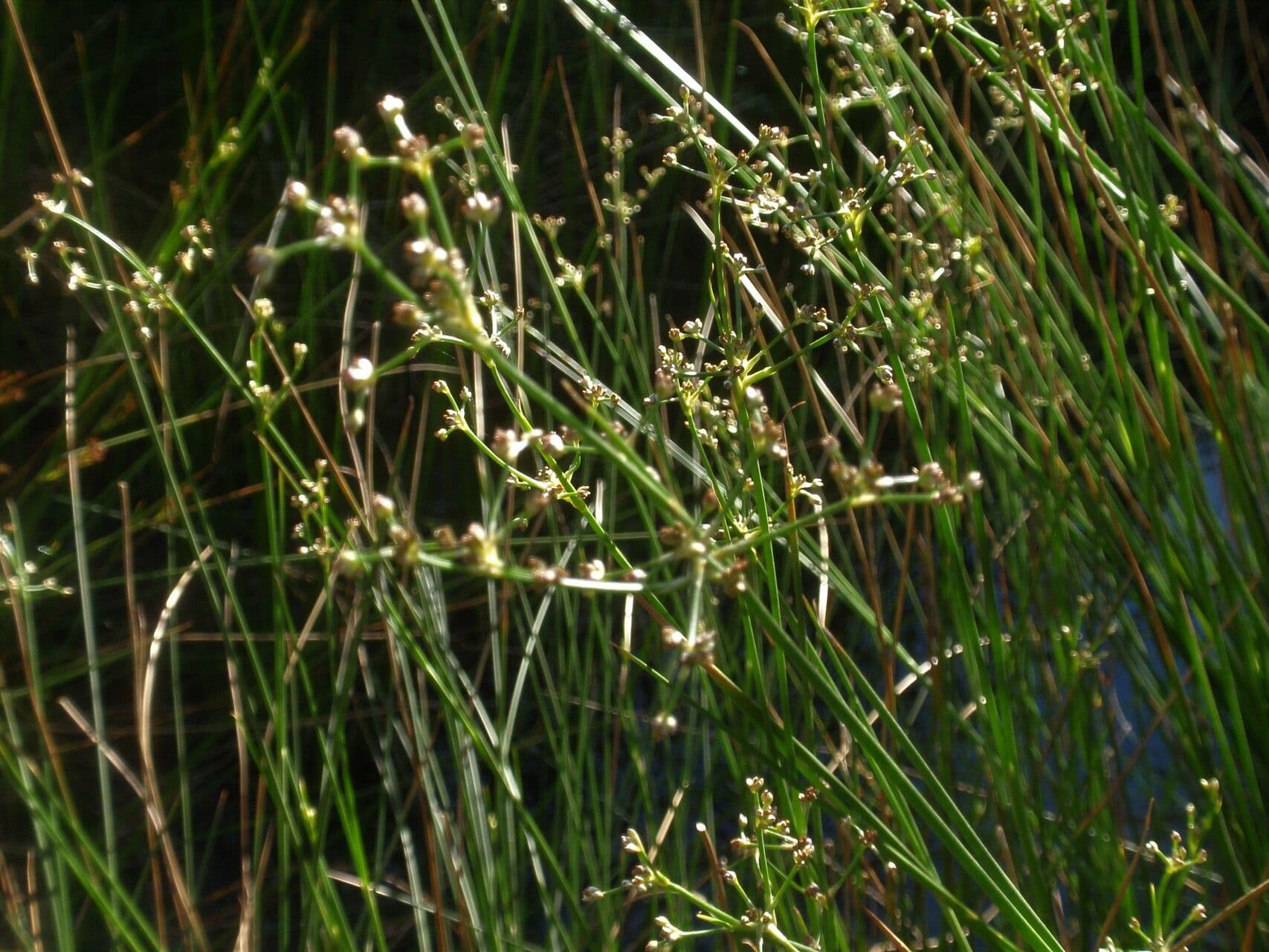 Juncus subnodulosus