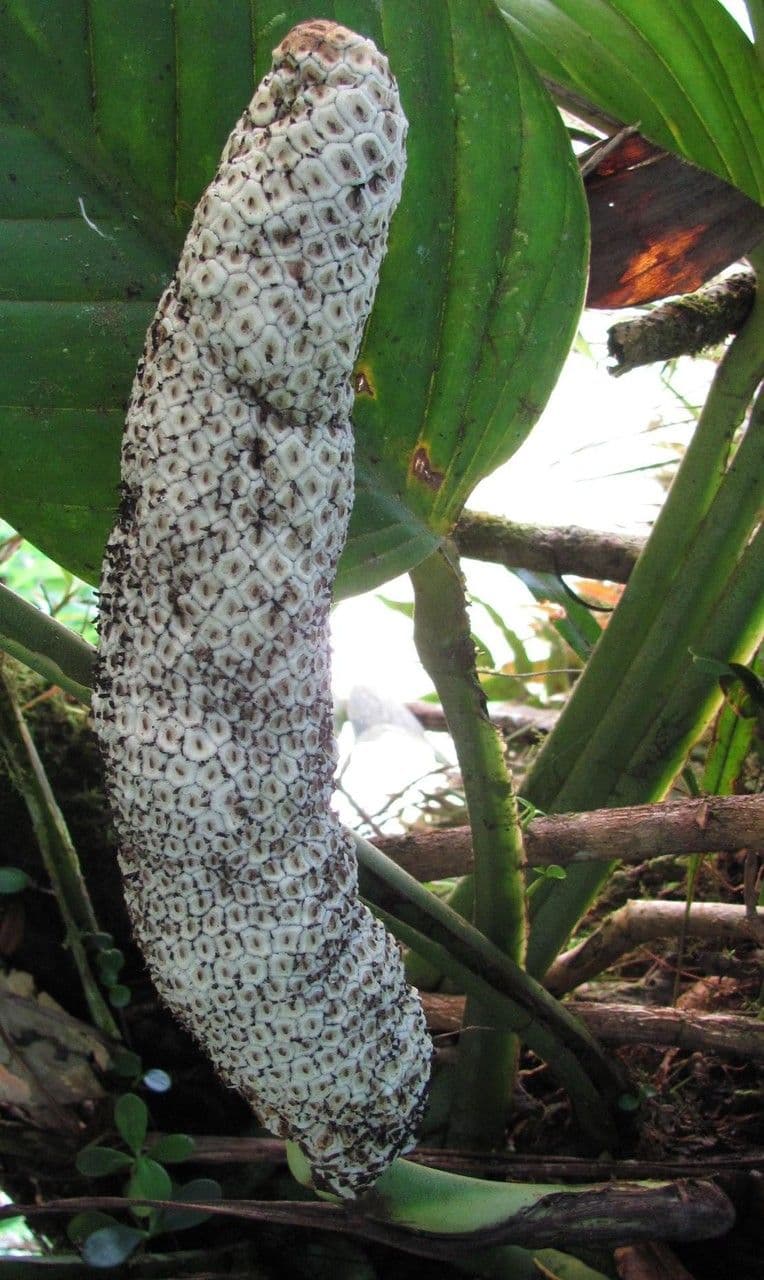 Monstera standleyana