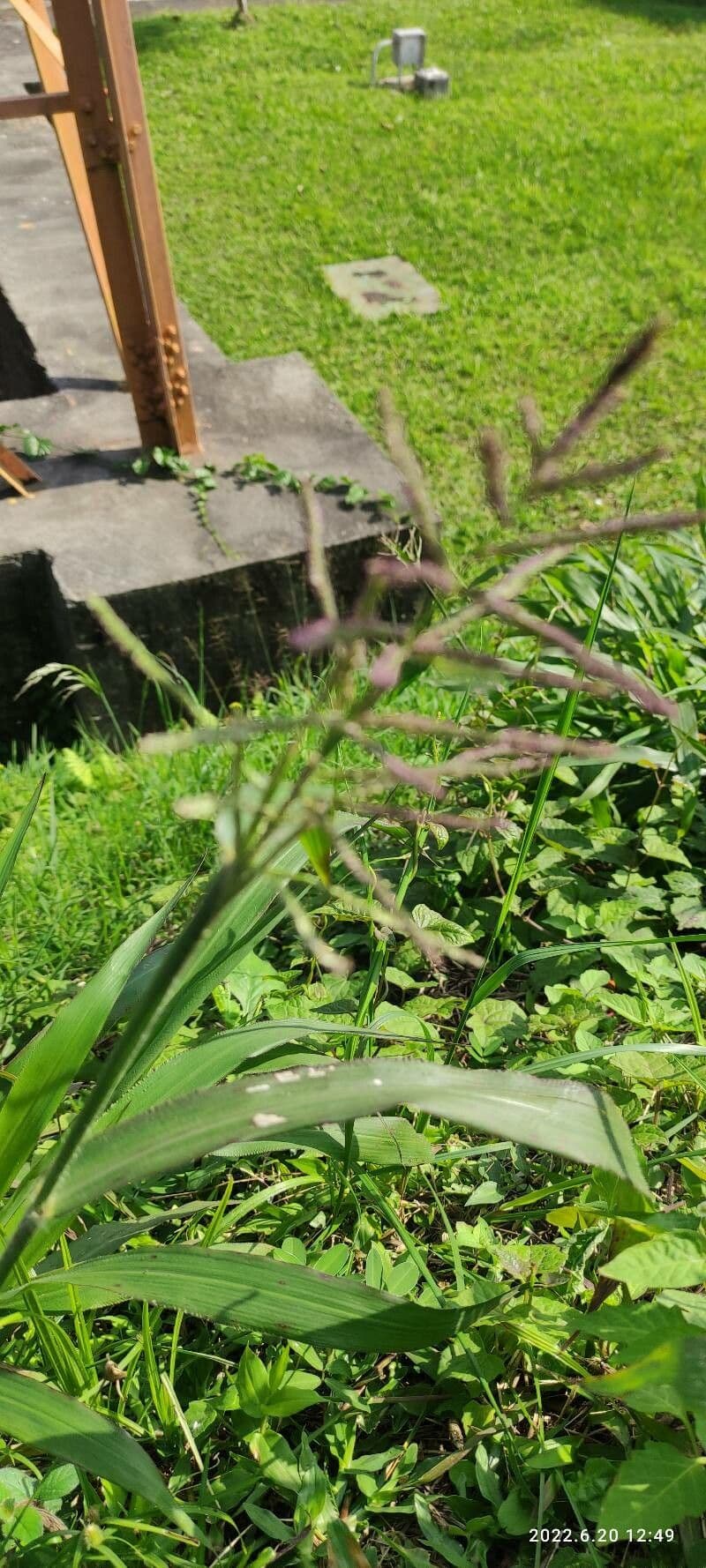 Paspalum paniculatum