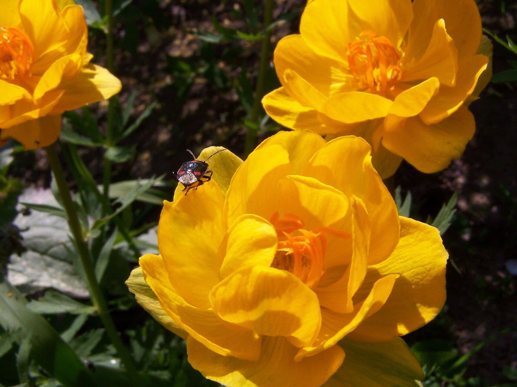 Trollius asiaticus