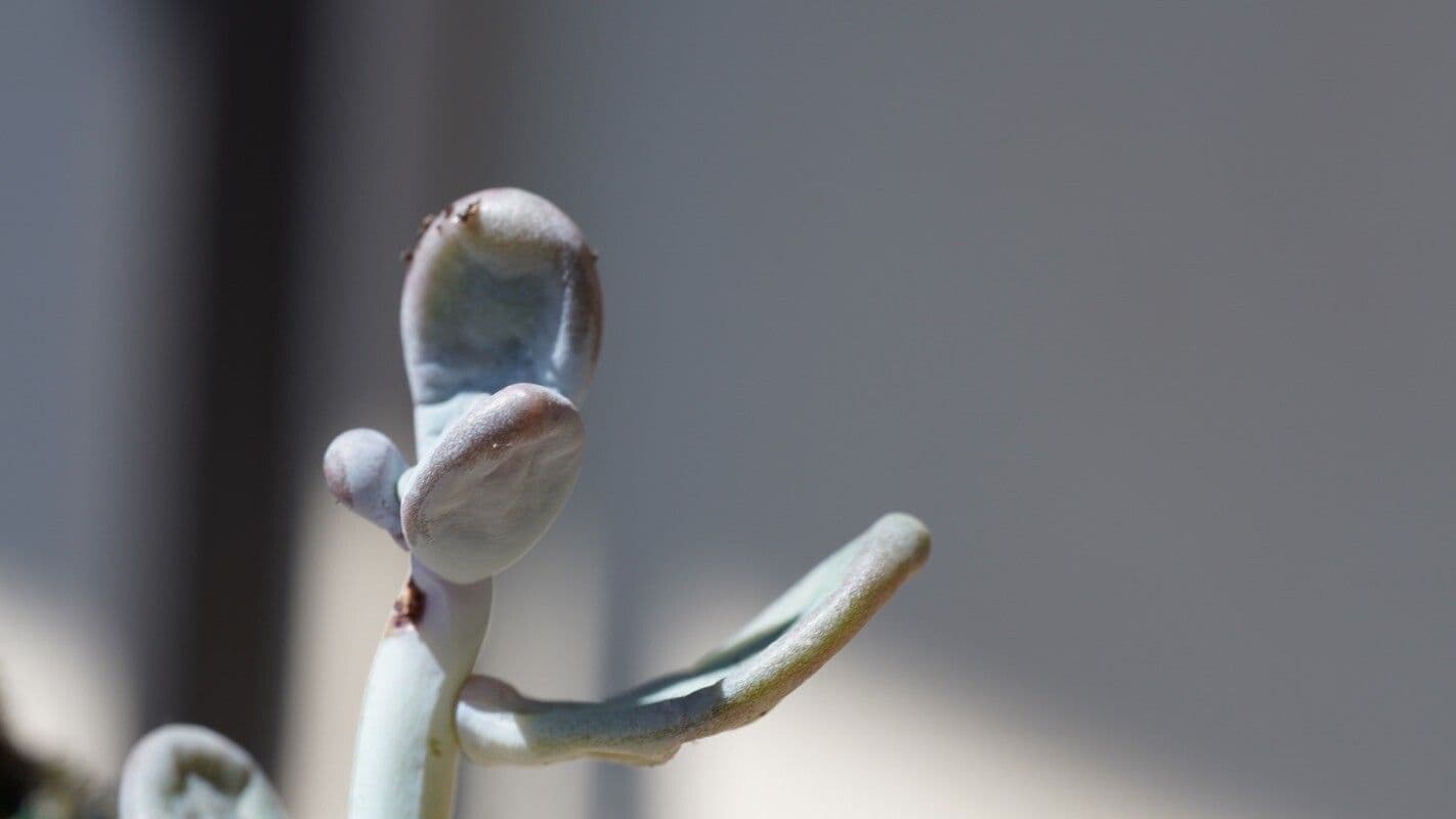 Adromischus liebenbergii