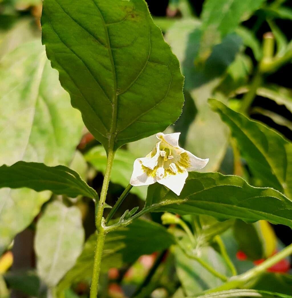 Capsicum baccatum