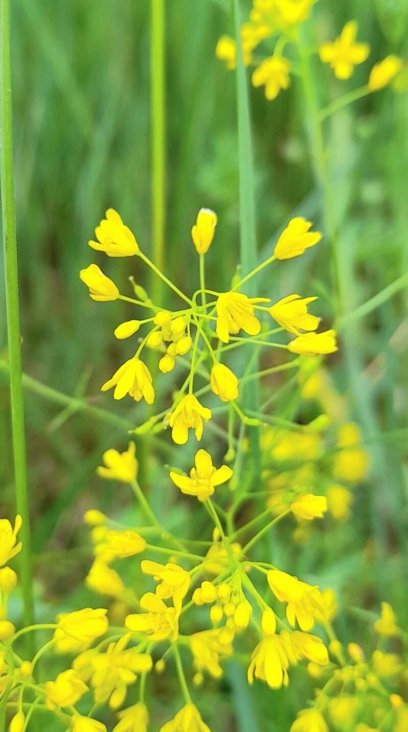 Rorippa pyrenaica
