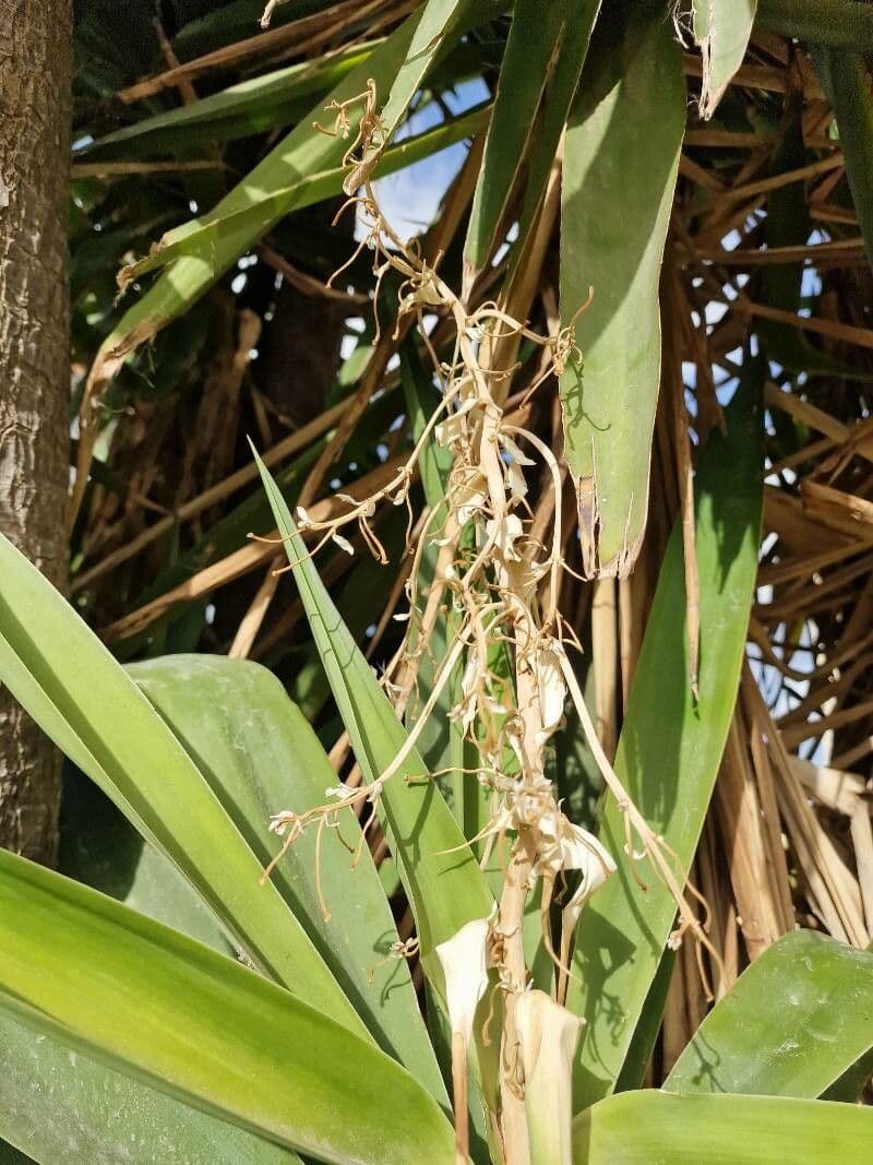 Yucca aloifolia