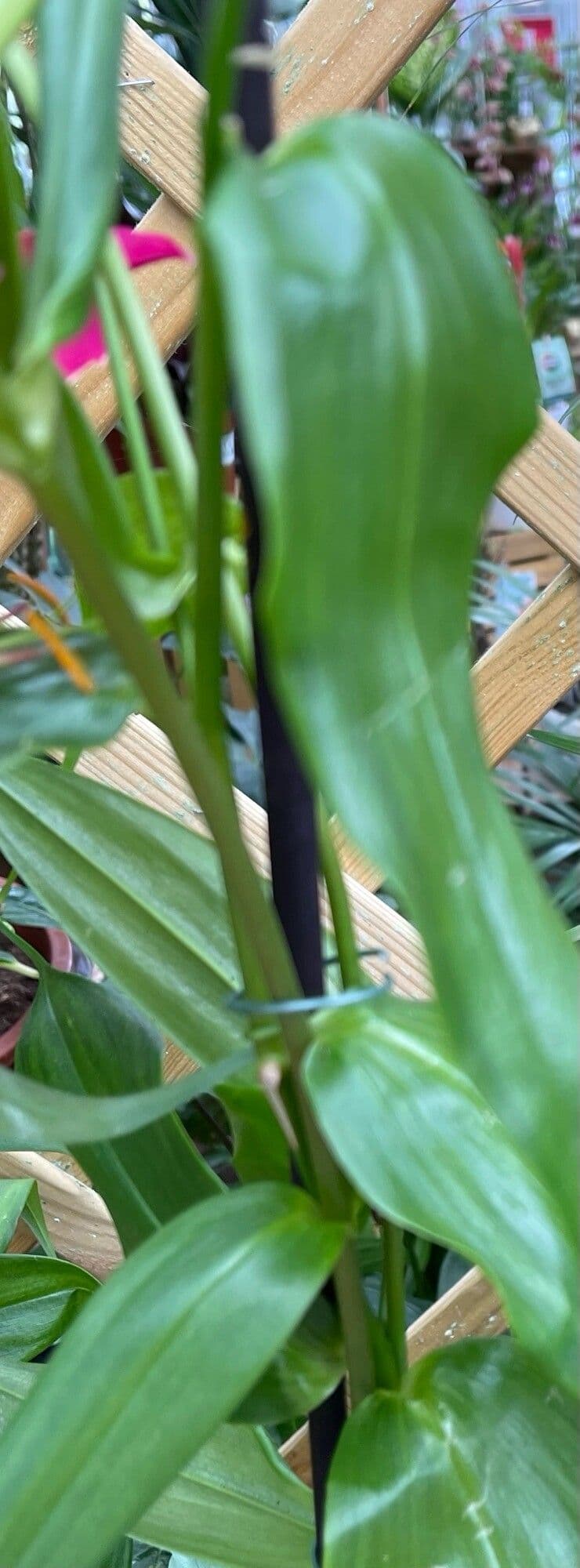 Gloriosa superba