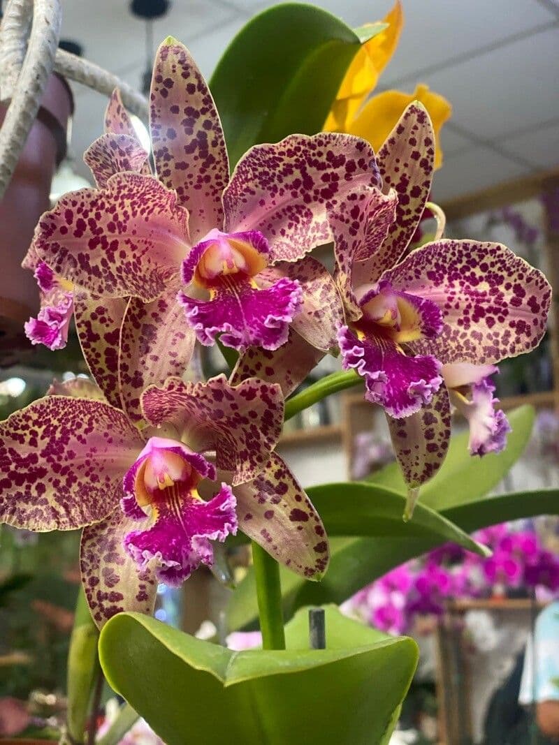 Cattleya amethystoglossa