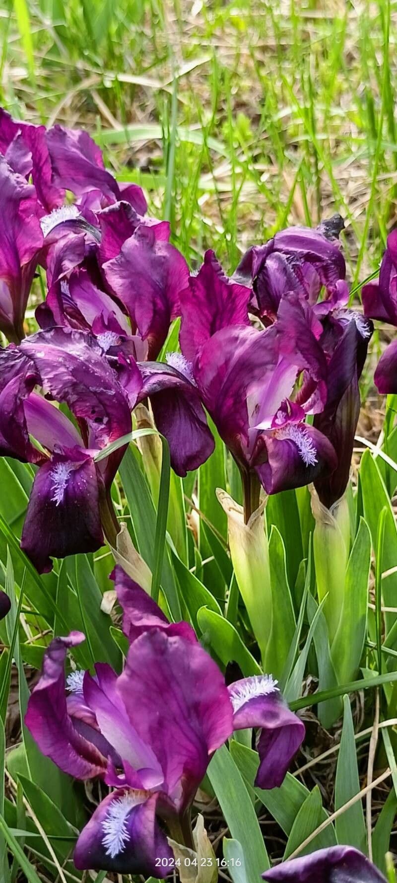 Iris pumila