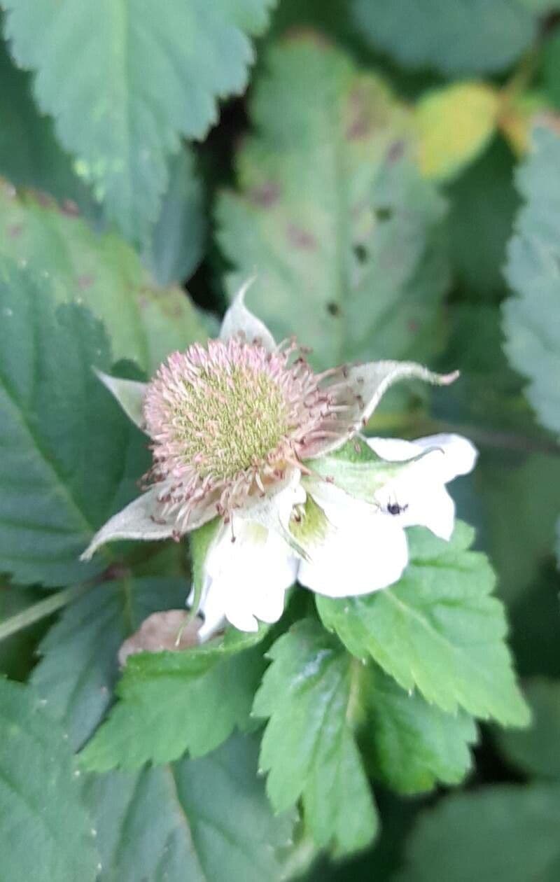 Rubus rosifolius