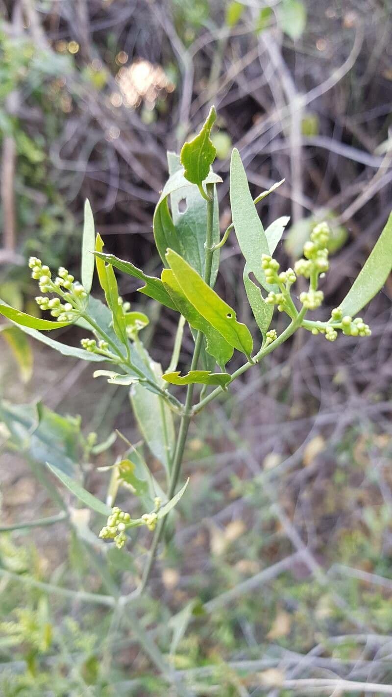 Salvadora persica