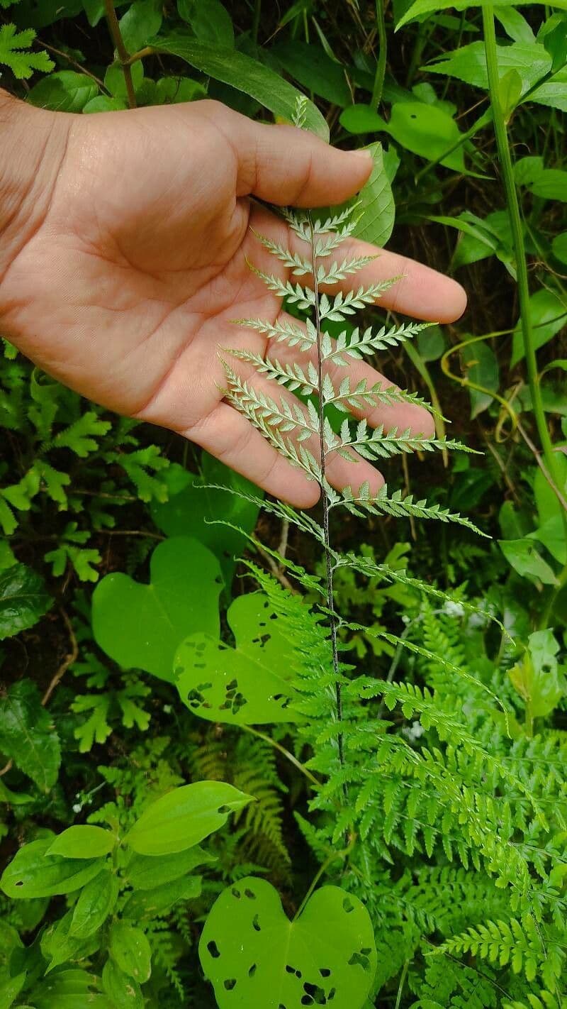 Pityrogramma calomelanos