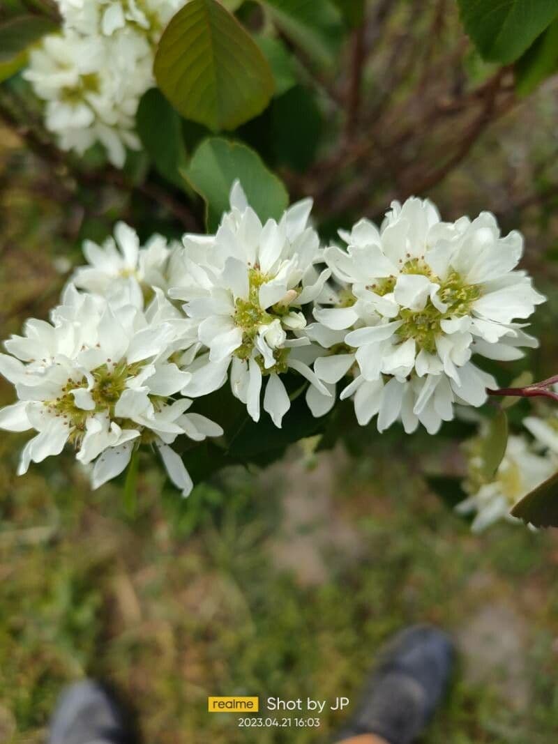 Amelanchier alnifolia