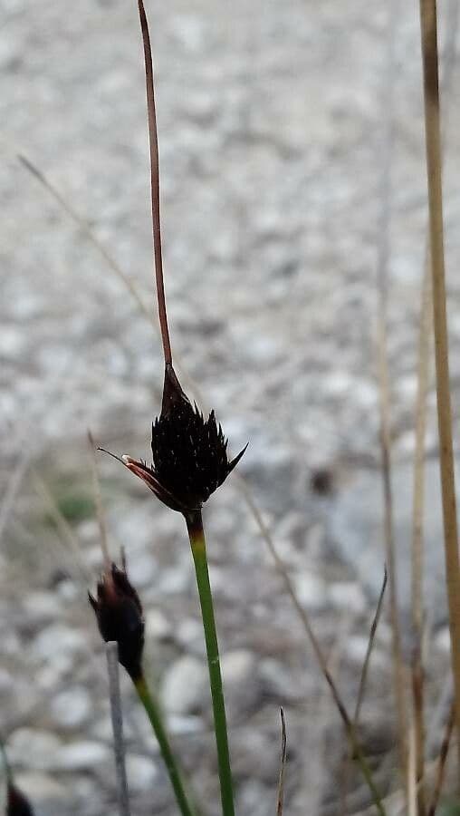 Schoenus nigricans