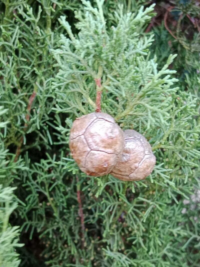 Cupressus sempervirens