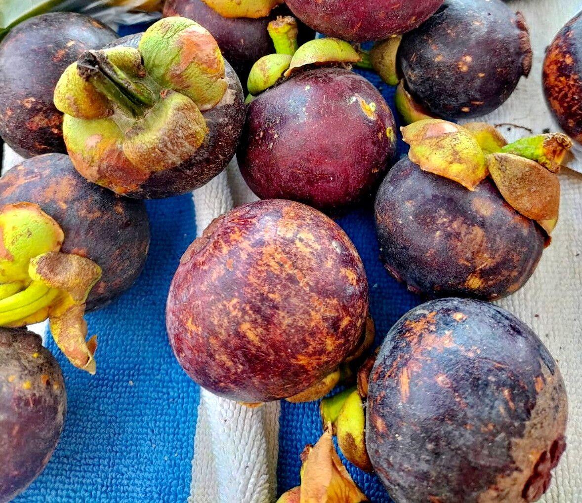 Garcinia mangostana