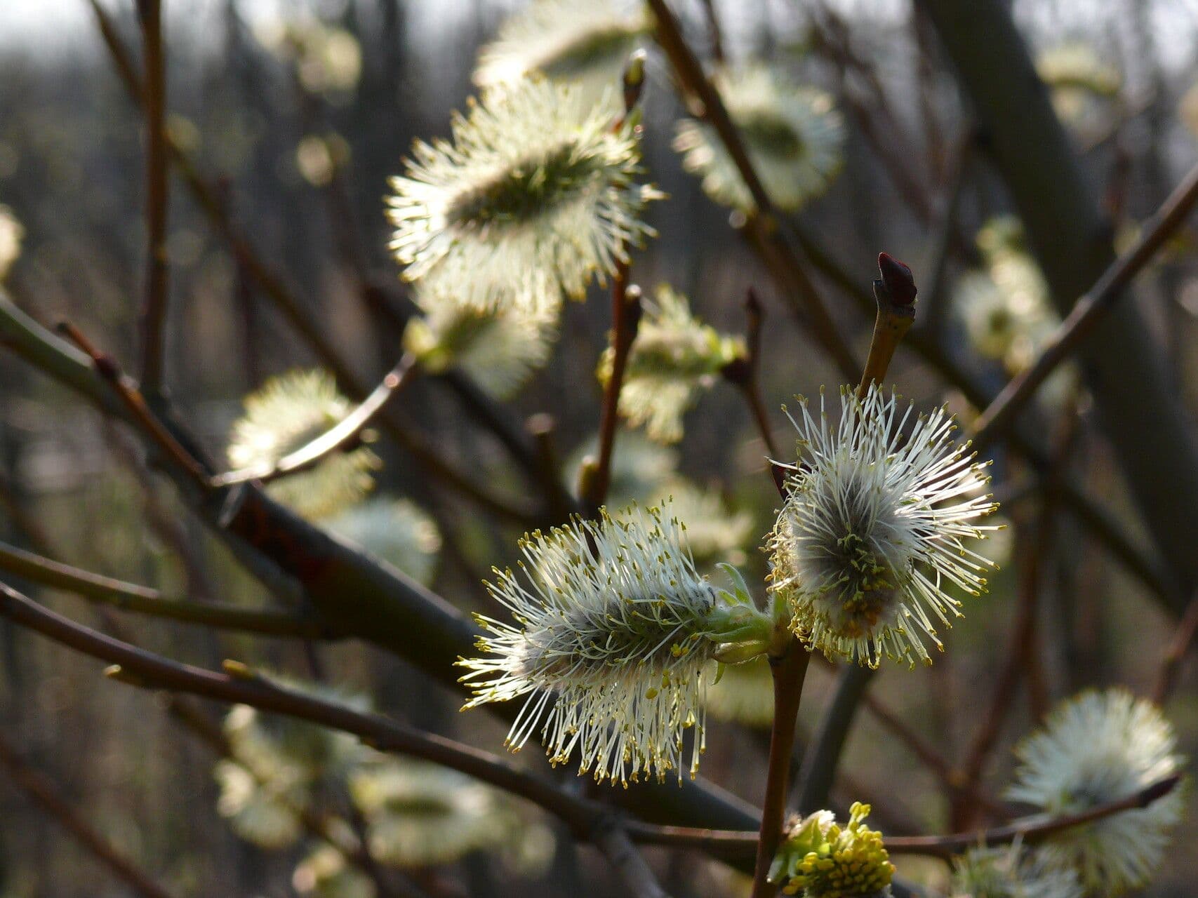 Salix myrsinifolia