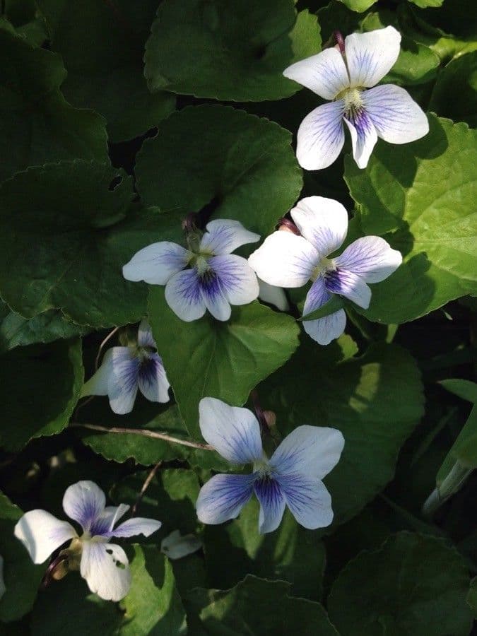 Viola melissifolia