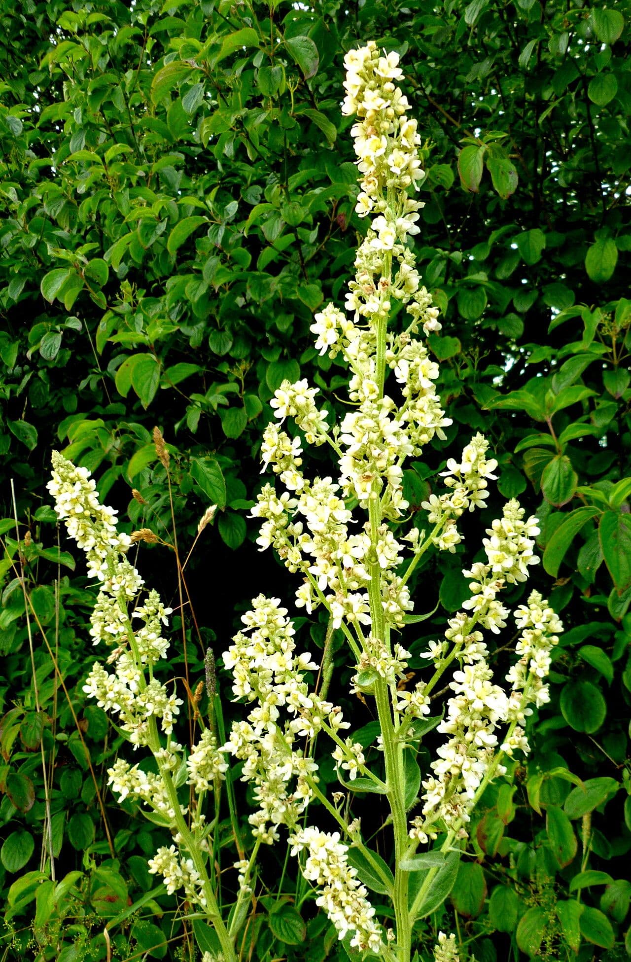 Verbascum lychnitis