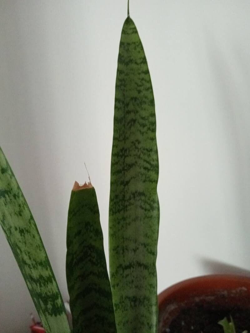 Dracaena zeylanica