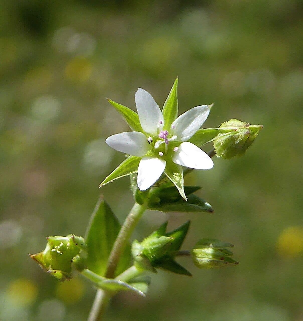 Arenaria serpyllifolia